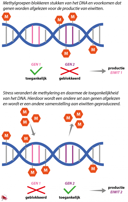 Stress zorgt voor de herschikking van methylgroepen op het DNA.