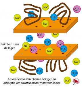 Absorptie van water tussen de lagen en de adsorptie van eiwitten op de montmorillonietlagen.