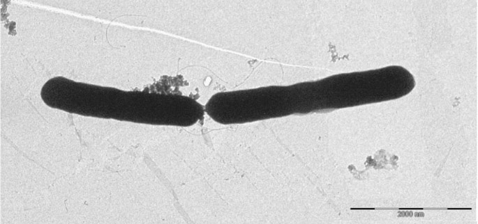 Bacterie uit de Bacillus familie. Pinto, 2018 via CC BY 4.0