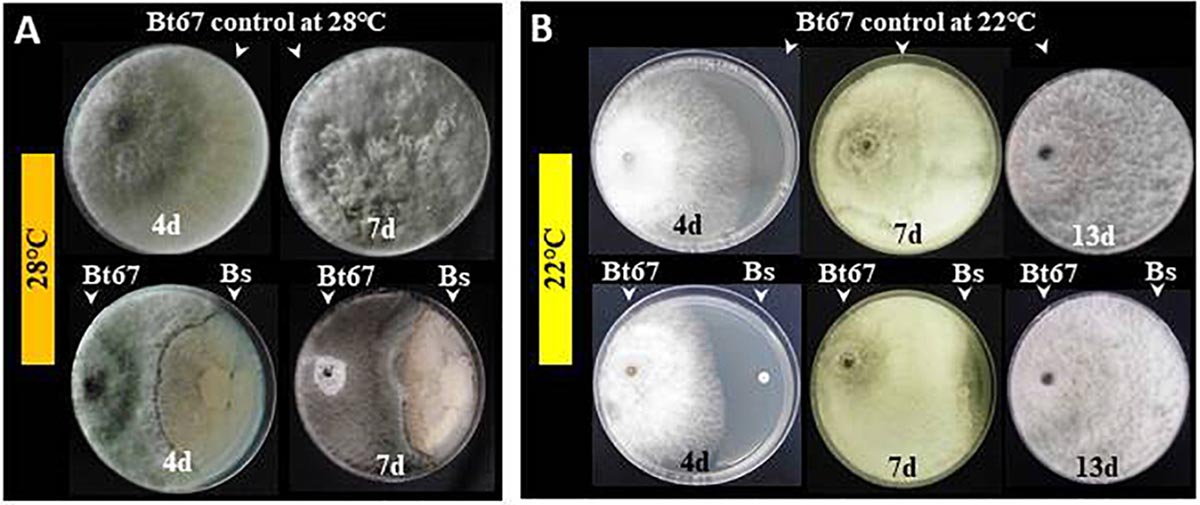 Bacteriën als wapen tegen houtschimmels - WijnWetenschap