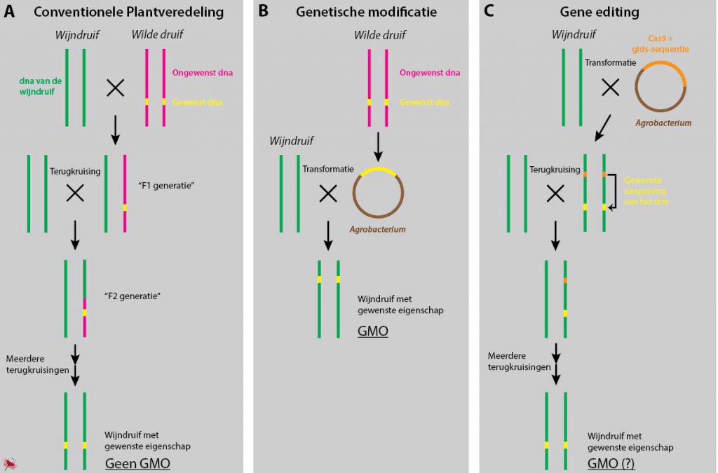 Mechanisme van plantveredeling, genetische modificatie en gene editing