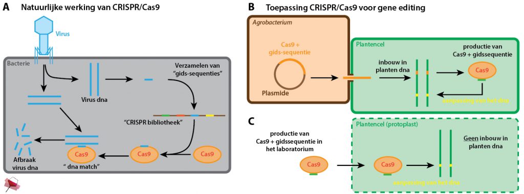 De werking van CRISPR/Cas9