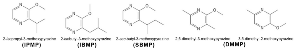 De methoxypyrazines die zijn aangetoond in de lieveheersbeestjes en tijdens de vinificatie vrijkomen in de wijn